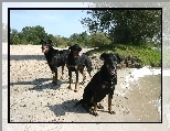 Owczarki francuskie Beaucerony, czarne, Trzy